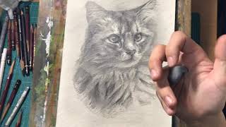 ＃242　猫のデッサン 鉛筆画　pencil drawing
