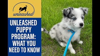Unleashed Puppy Program - What You Need to Know!