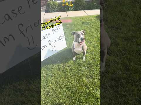 الكلب يريد احد ليلعب معه 