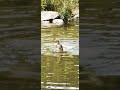 Feathers&amp;Fluff Spa Day🦆Банный день🦆#nature #birds #duck #birdwatching #утки
