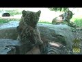Tiger Cubs Out And About