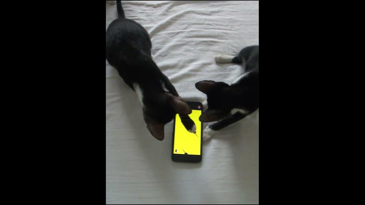 How to catch mouse in mobile phone shorts catslovecorner cats 
