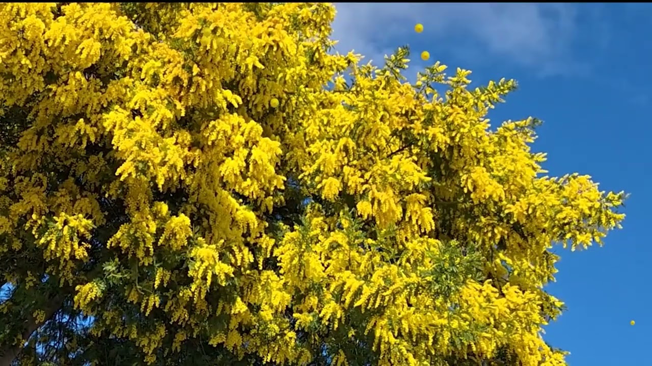 Deep Sleep & Focus Music 🌌 Deep Sleep in a Few Minutes | Study, Work, Relax. MIMOSA SONG