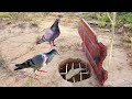 Quick Unique Pigeon Bird Trap Using Brick & Wood #youtube #funny #Bird Trap