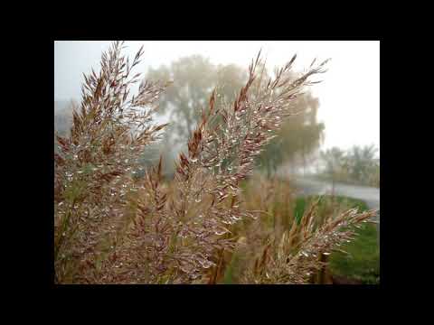 წვიმის შემდეგ- After the rain (My first composition)