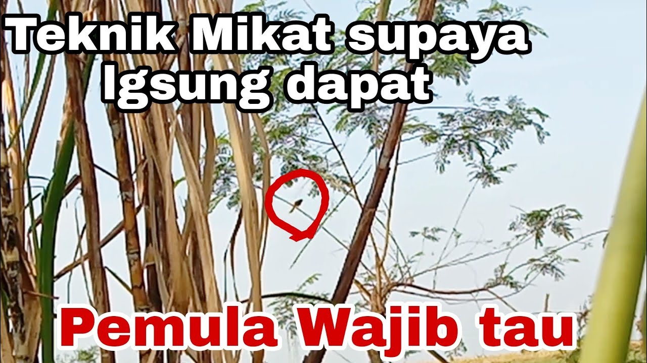 Teknik Mikat Yang benar||Cara mikat burung ciblek tebu @ObonKuy123 ...