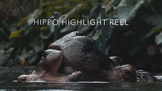 Hippo Highlight Reel
