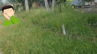 When Grass Takes Over | Overgrown Grass Everywhere | Paid Job #satisfyingvideo #asmr