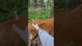 Penyuntikan Sapi Demam Di Musim Penghujan