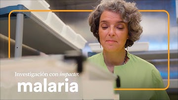 Study of the biology of the malaria parasite to achieve new treatments | CaixaResearch