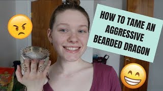 HOW TO TAME AN AGGRESSIVE BEARDED DRAGON!!