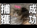 脱走していた凶暴猫(前科2犯)、美味しいご飯に釣られてまたもや捕まる