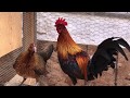 Red jungle fowl breeder qaib qus qaib dib chickens