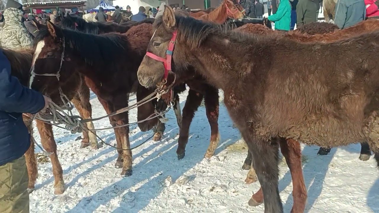 Кара Балта жылкы базар 18.01.26