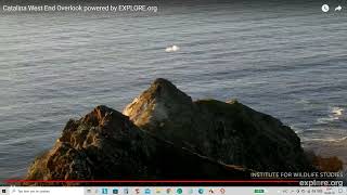 Catalina West End Overlook, Whales swimming and jumping 2022 02 02