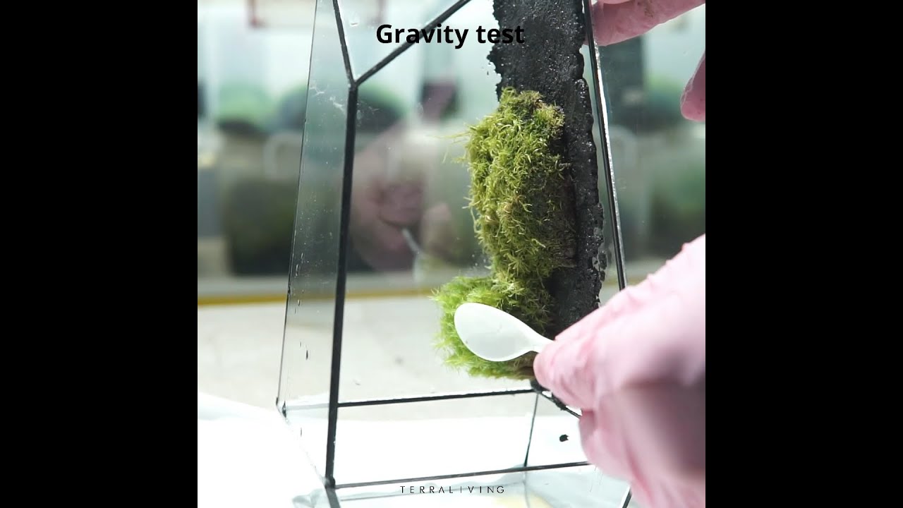 How to create a living moss wall terrarium, The Vertex by TerraLiving