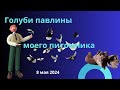 Голуби павлины моего питомника 8 мая 2024.