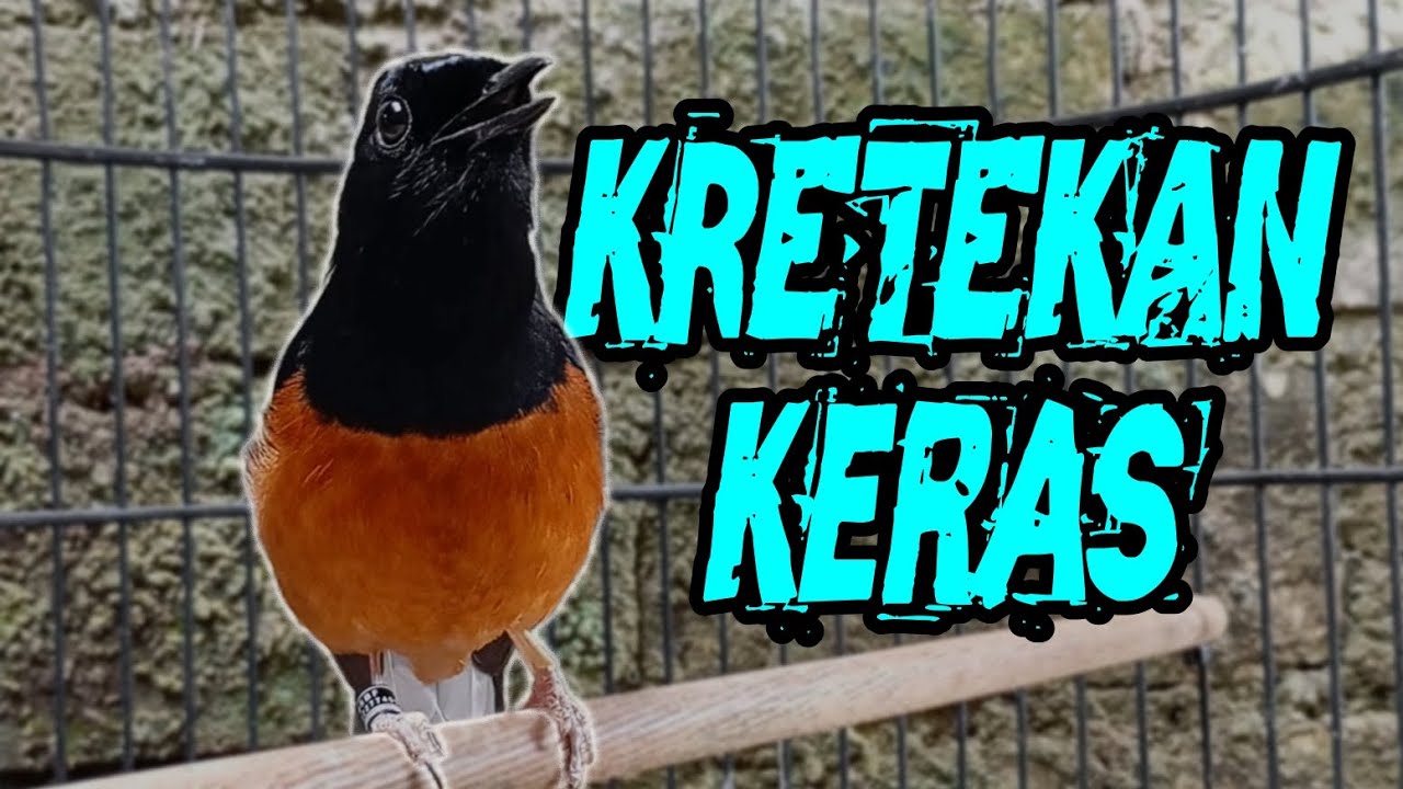 Kretekan keras murai batu ,, pancingan pendongkrak emosi burung murai 