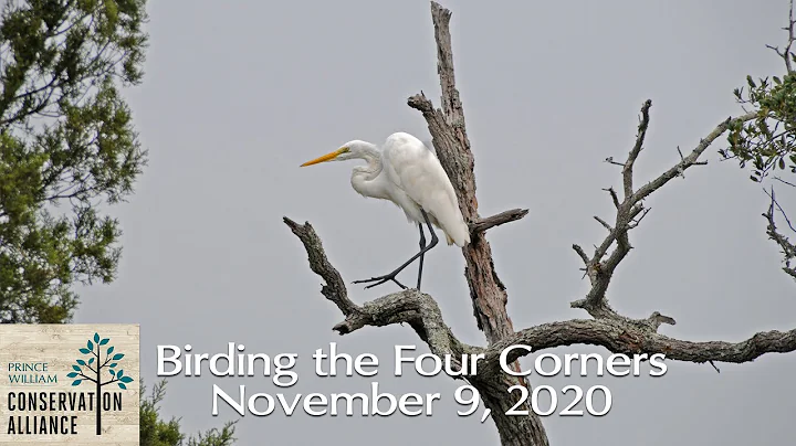 Birding the Four Corners with Larry Meade