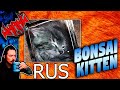 Котята бонсай - Tales From the Internet - Whang! RUS