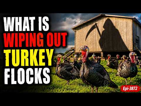 What Is Wiping Out Turkey Flocks - Epi-3872