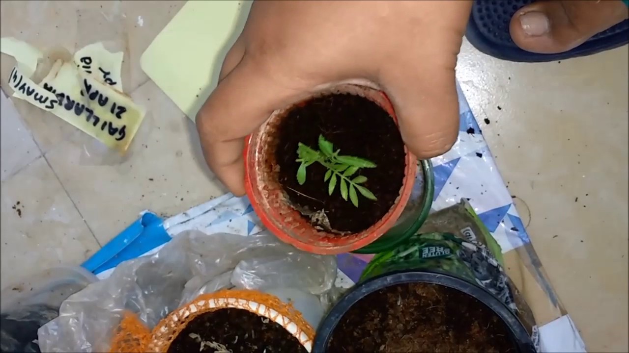 growing marigold from cutting one month time span YouTube