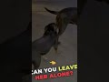 Discussing Kirby And K Dot Americanbully Animalcare Americanbullyxlsize Americanbullykennel Discussing Kirby And K Dot Americanbully Animalcare Americanbullyxlsize Americanbullykennel
