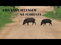 VARA SELVAGEM NA FLORESTA AMAZONICA | PORCO DO MATO SELVAGEM NA FLORESTA | VISTA AEREA DA MATA