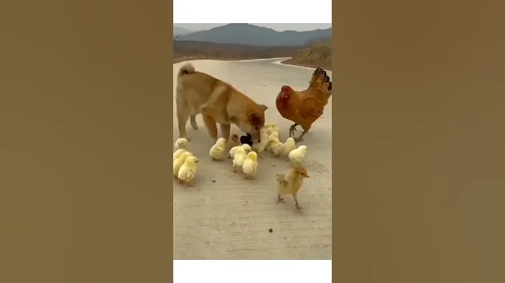 Watch the video about Funny #viral #nice #shortvideo #foryou #like #beautiful #share