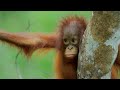 Orangutans: The World’s Most Intelligent Ape?