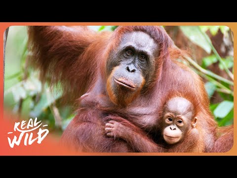Orangutans: The World’s Most Intelligent Ape? documentary thumbnail