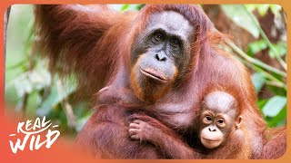 Orangutans: The World’s Most Intelligent Ape?