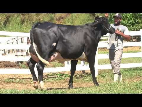 LOTE 11 -  490   ALIANÇA GENÉTICA