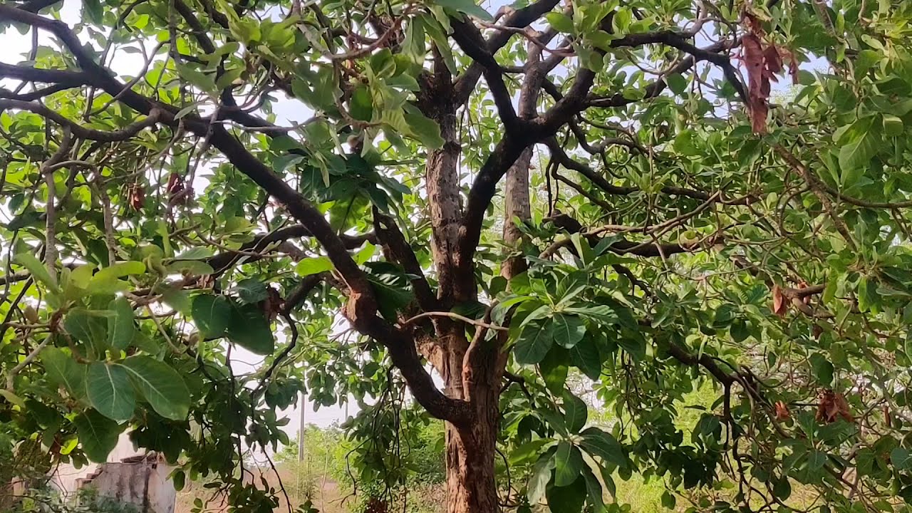ఇప్ప చెట్టు Ippa Chettu Mahua Tree 🌲🌲🌲