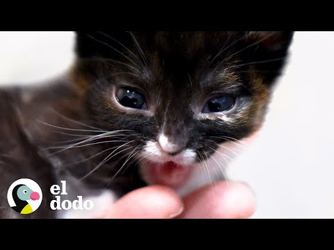 Video: Paladar Hendido En Gatos Y Gatitos