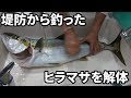 堤防から釣った5キロのヒラマサをしゃぶしゃぶにした！