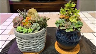 2 Succulent Arrangements in Small Pots