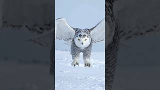 Snow owls #snowowl