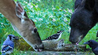 Dog Tv & Cat Tv - Deer, Birds & A Bear Whos Not Camera Shy Nature Unfiltered For Pets & People