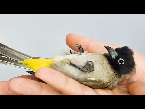 محاولة ترويض بلبل سوري بري كبير من الصفر الجزء الاول