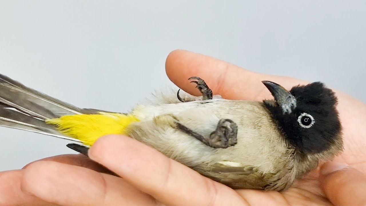 محاولة ترويض بلبل سوري بري كبير من الصفر الجزء الاول