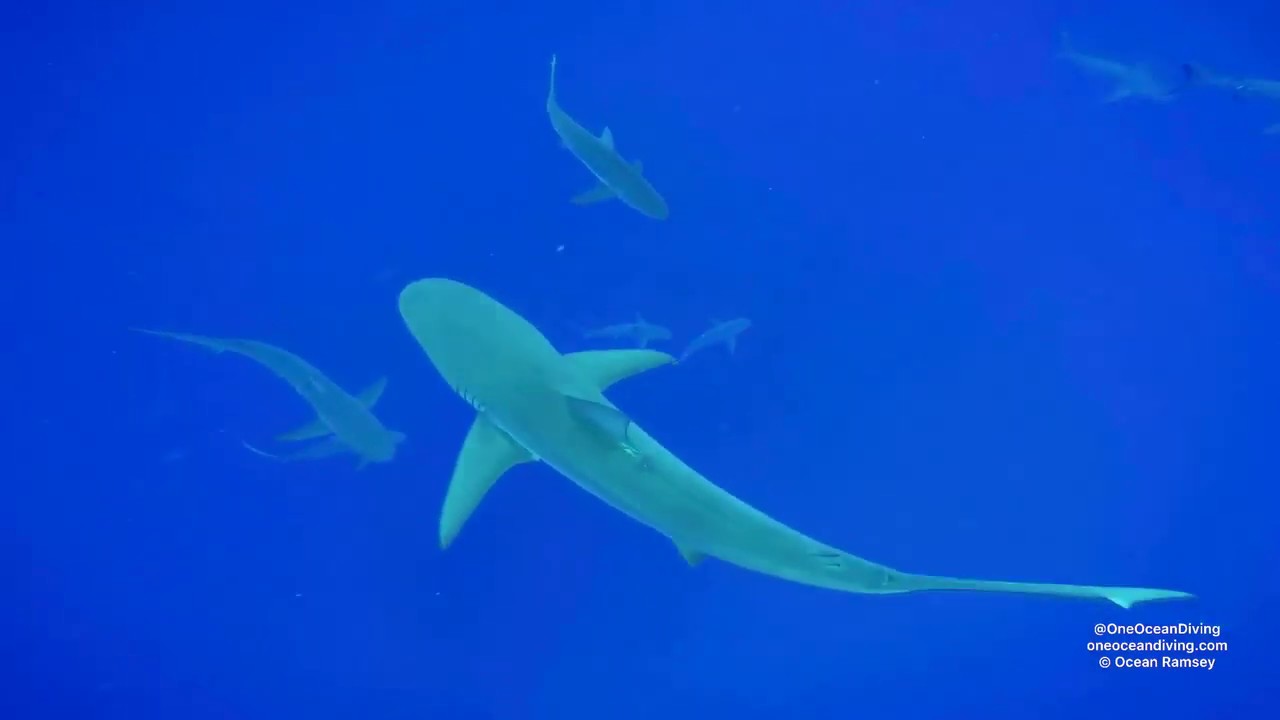 Galapagos Shark Interactions One Ocean Diving Youtube