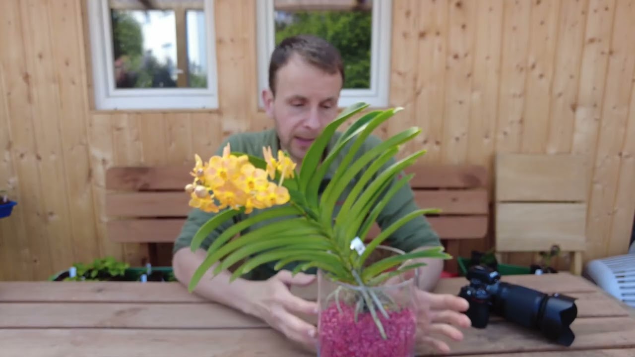 Quanto più luce aiuta le orchidee Vanda a produrre fiori colorati