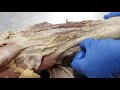 Equine pelvic limb arteries muscles and nerves