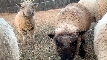 Follow These Steps When Selecting A Breeding Ram