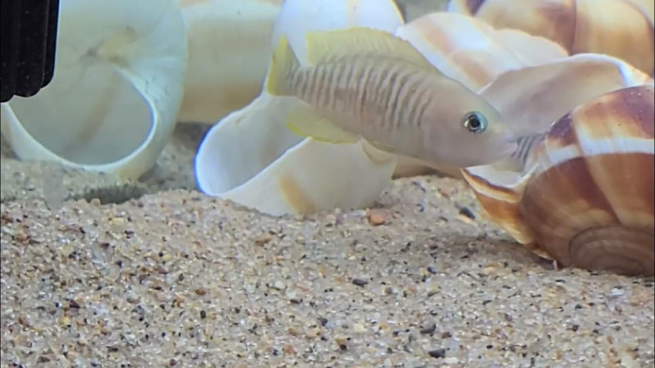 Multifasciatus breeding behavior Part 2 YouTube