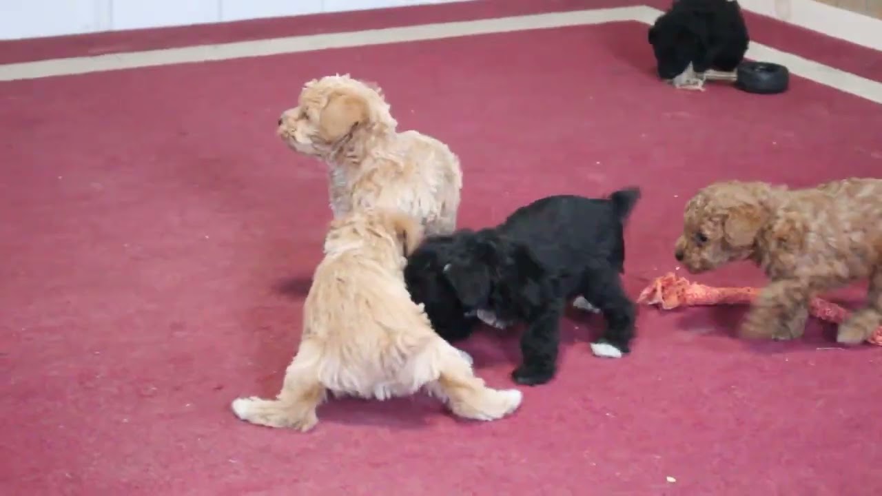 Miniature Schnoodle Puppies For Sale