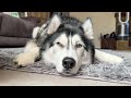 My Husky Is Not A Morning Person! + New Merch &amp; Work Vlog!