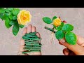 Propagate Roses From Cutting Very Fast Use Aloe Vera | Best Natural Aloe Vera Rooting Hormone