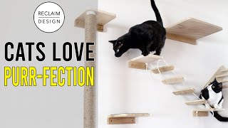 This Wall-Mounted Cat Tree Saves Space & Your Furniture